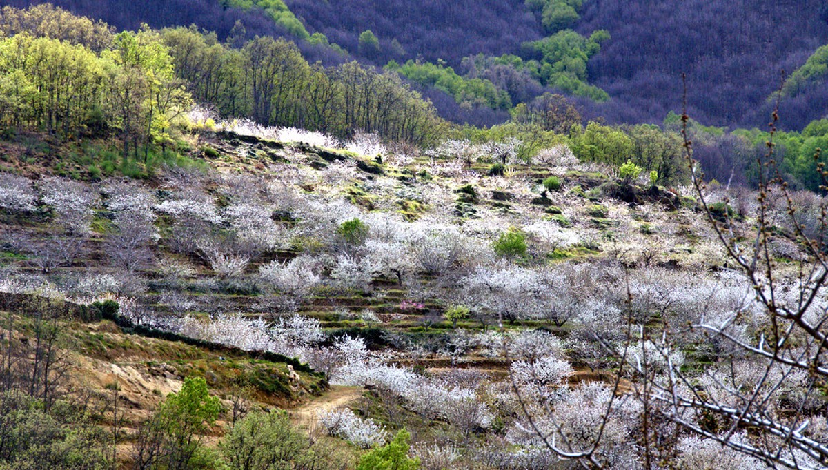 03 Valle del Jerte